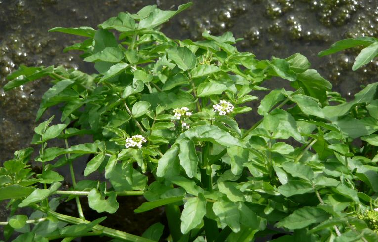 Rorippa Nasturtium-aquaticum