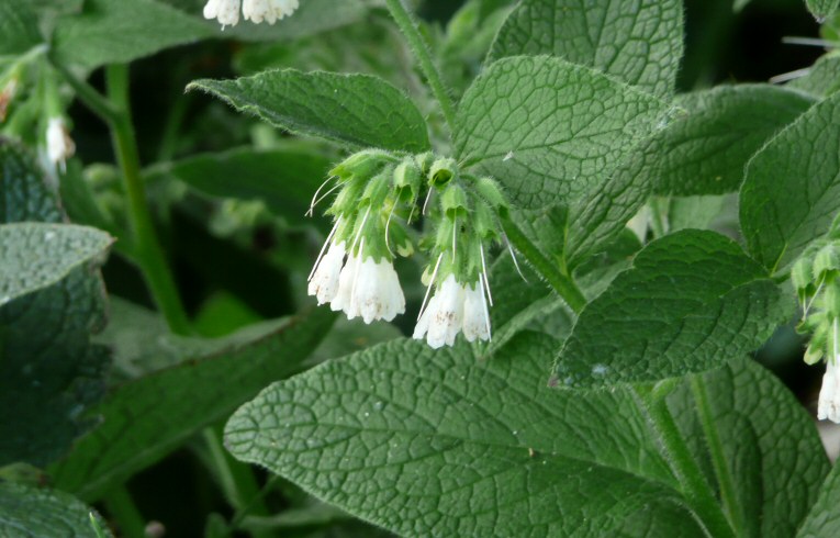 White Comfrey