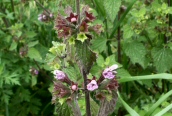 Black Horehound