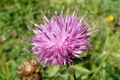 Black Knapweed