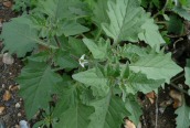 Solanum nigrum