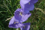 Canterbury Bell