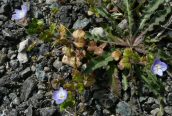 Common Field Speedwell