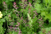 Common Fumitory