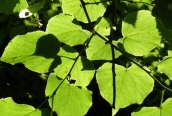 Common Lime