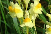 Common Toadflax