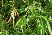 Crack Willow