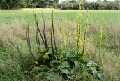 Dark Mullein