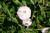 Field Bindweed