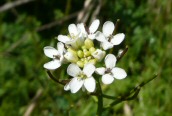 Garlic Mustard