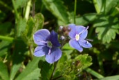 C. Field Speedwell