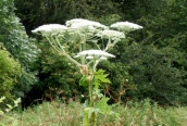 Giant Hogweed