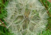 Goat's-beard