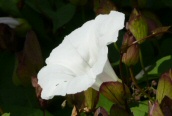 Great Bindweed