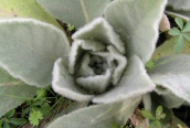 Great Mullein