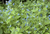 Green Alkanet