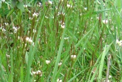 Hairy Bittercress