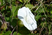 Hedge Bindweed