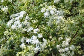 Hemlock