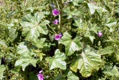 Mallow