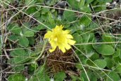 Mouse-ear Hawkweed