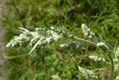 Mugwort