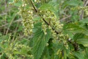 Nettle