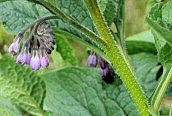 Russian Comfrey