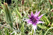 Salsify