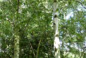 Silver Birch