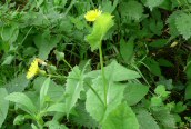 Smooth Sow-thistle