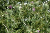 Spear Thistle 