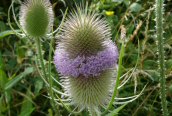 Teasel