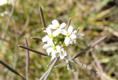 Thale Cress