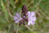 Vervain