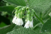 White Comfrey