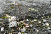 Whitlow Grass