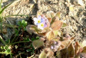 Wood Forget-me-not