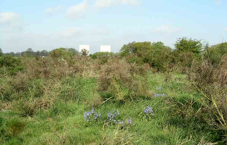 Hyacinthoides hispanica