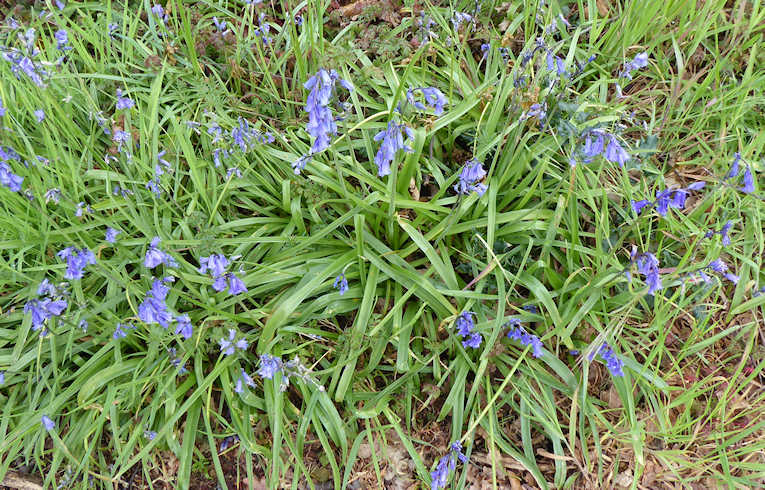 Bluebell