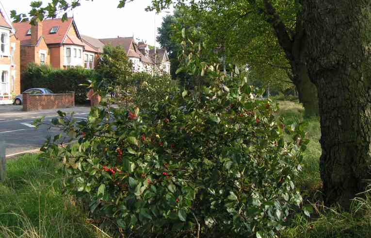 Broad-leaved Cockspur Thorn