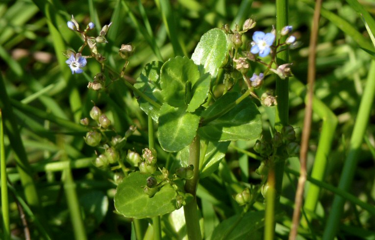 Brooklime