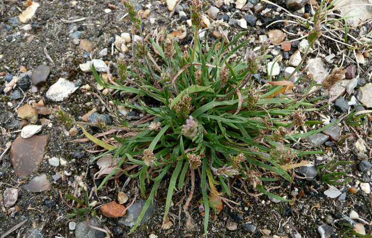 Buck's-horn Plantain