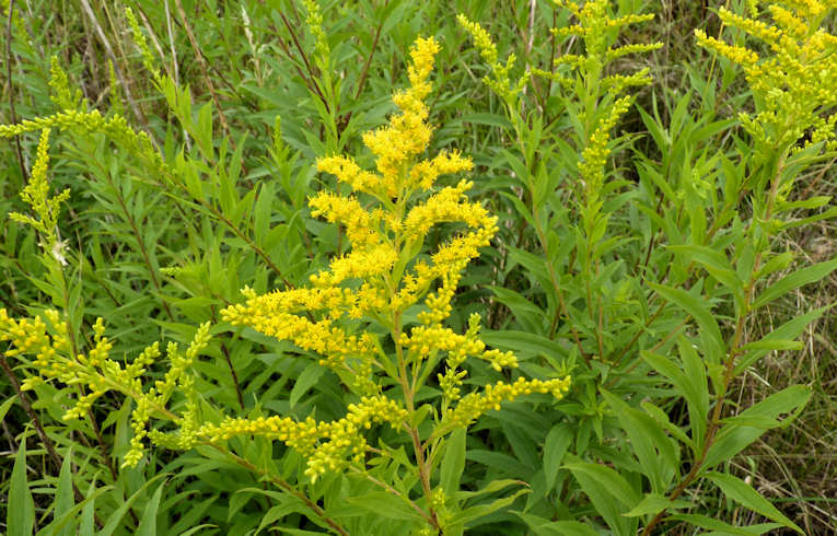 Canadian Golden-rod