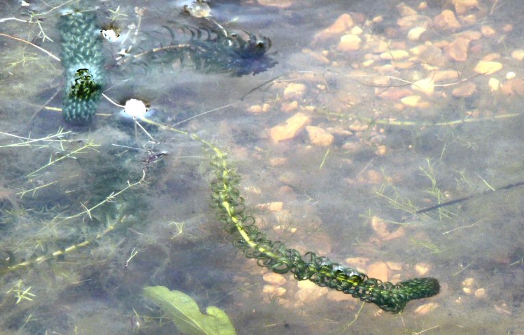 Canadian Pondweed