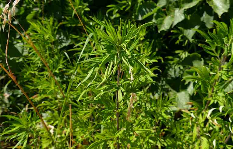 Chinese Mugwort