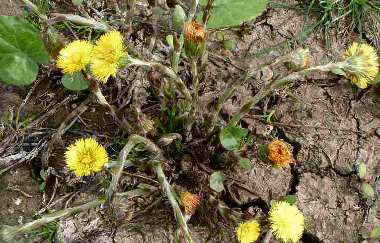 Coltsfoot