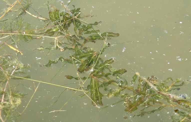 Curled Pondweed