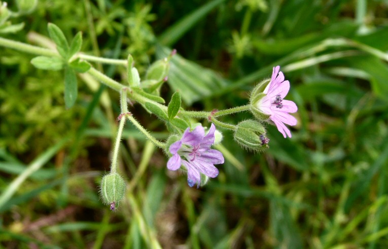 Cut-leaved Cranesbill