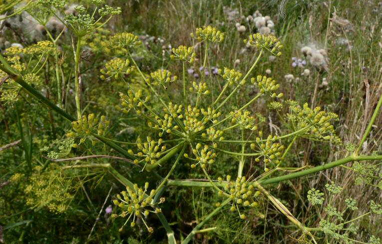 Fennel 